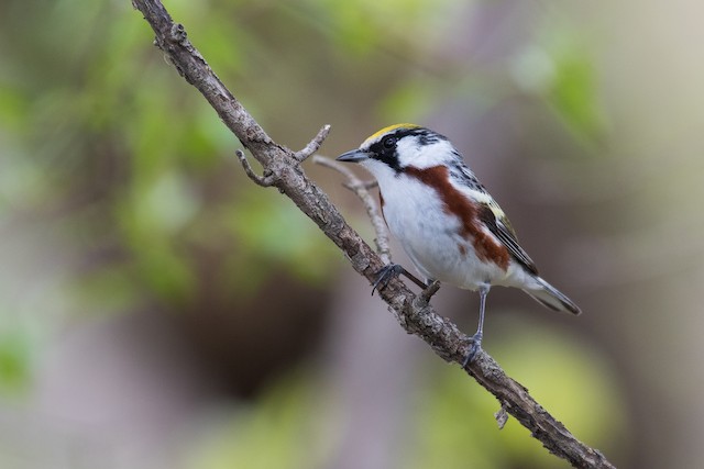 Chestnut-sided Warbler