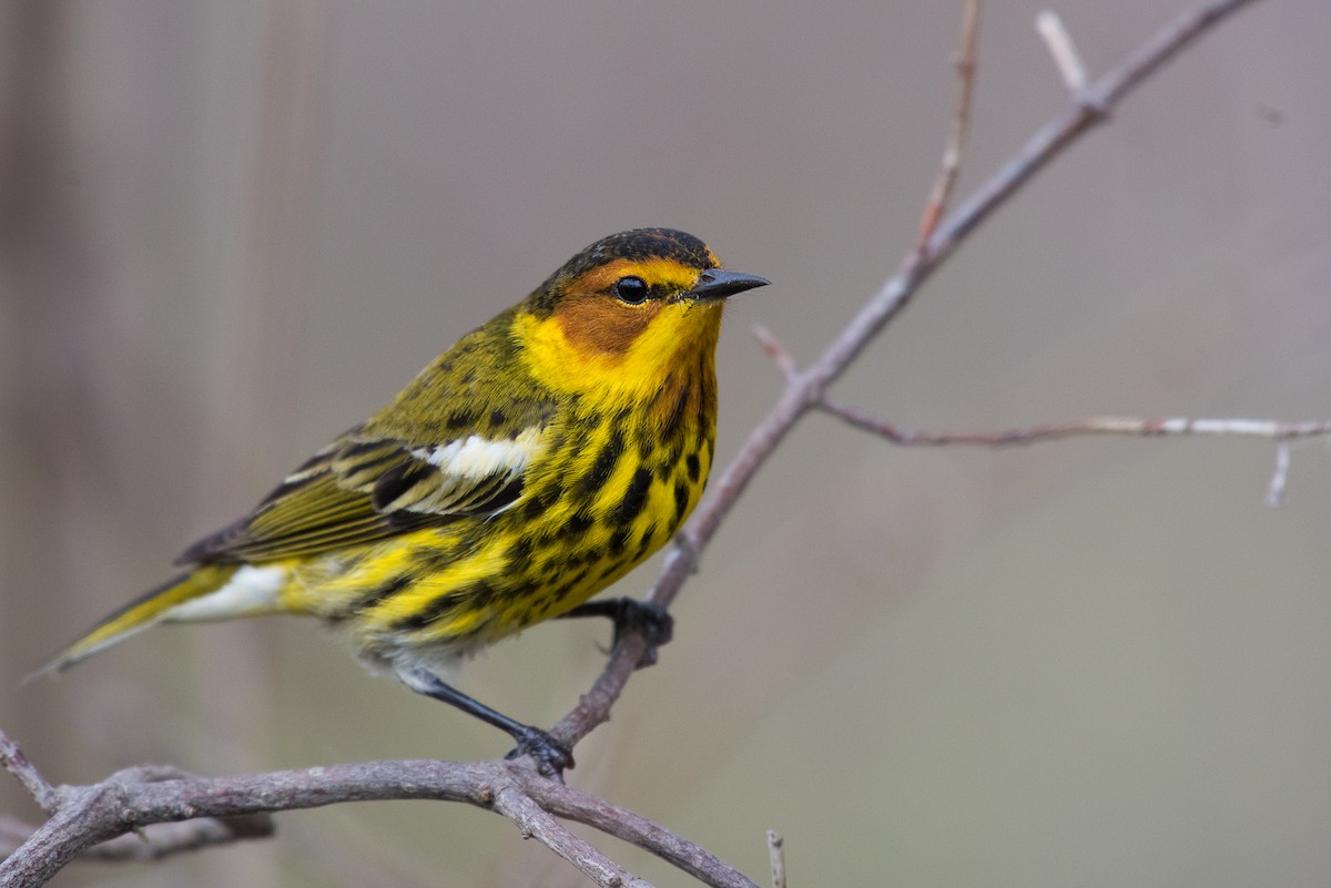 Cape May Warbler - ML69549781