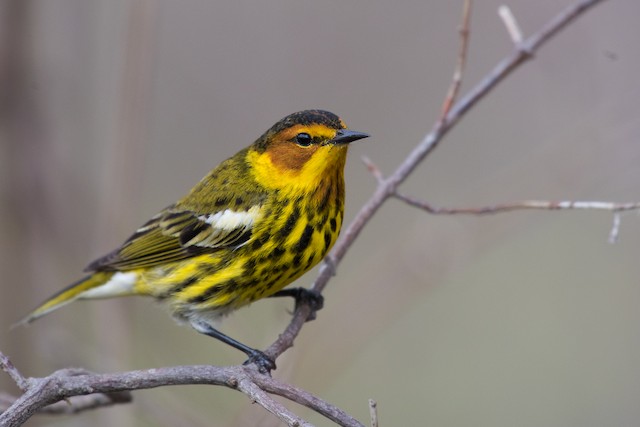 Cape May Warbler