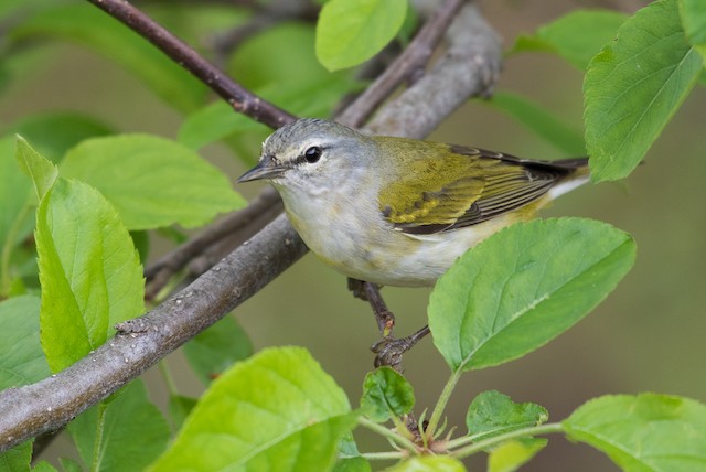 Tennessee Warbler