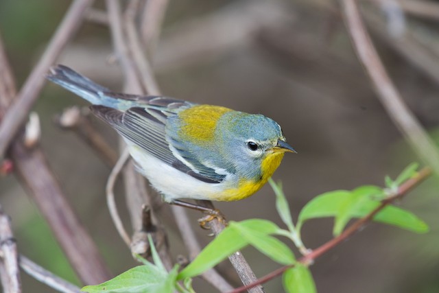 Northern Parula