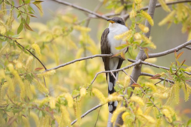 Yellow-billed Cuckoo