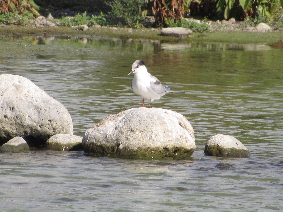Common Tern - ML69552231