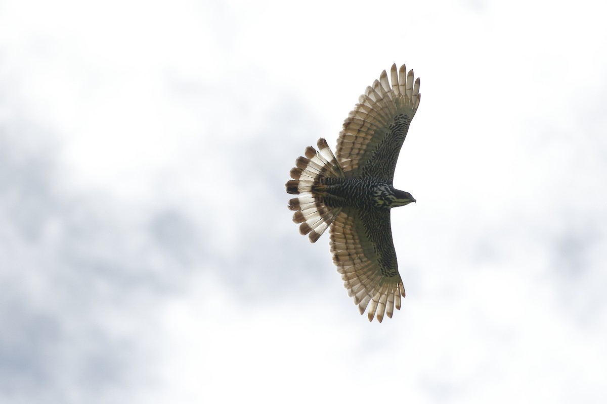 Blyth's Hawk-Eagle - Mohd Syafiq Sivakumaran