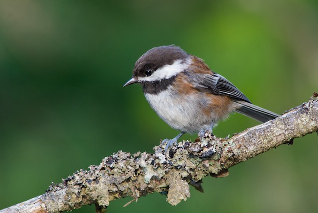 Chestnut-backed Chickadee