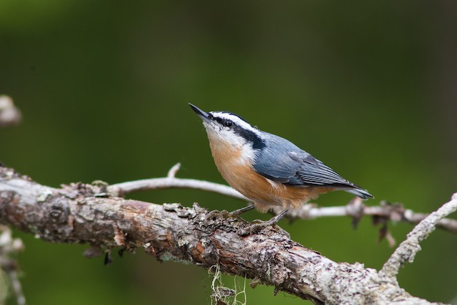 Red-breasted Nuthatch