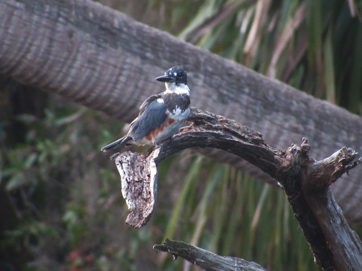 Belted Kingfisher - ML69555581