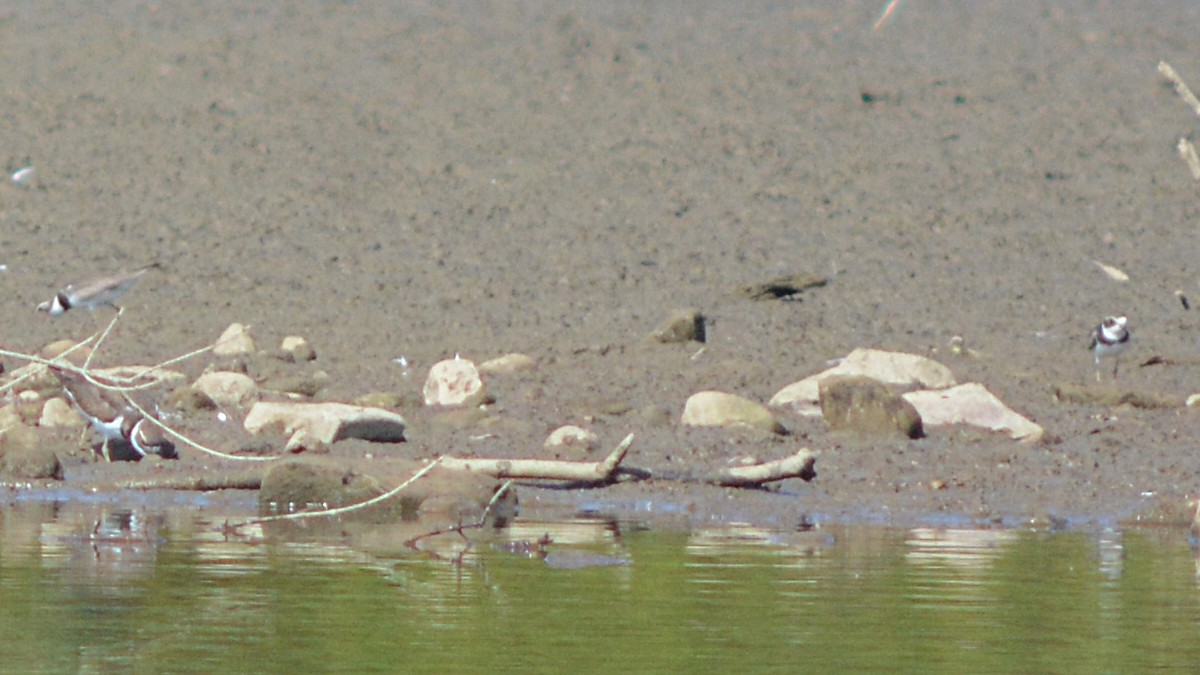 Semipalmated Plover - Carl Winstead