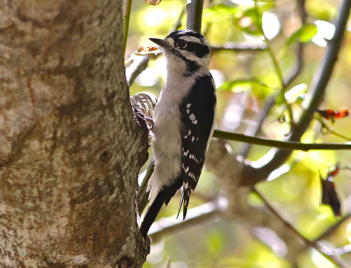 Downy Woodpecker (Pacific) - ML69556691