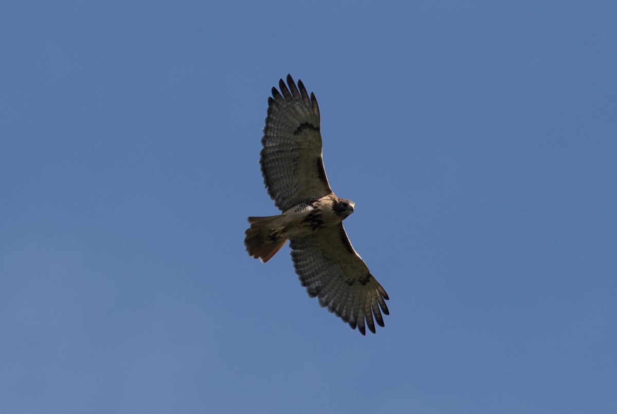 Red-tailed Hawk - ML69559691