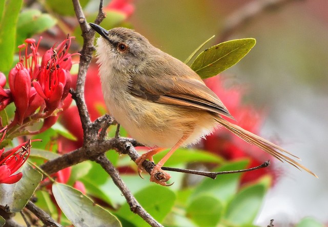 Tawny-flanked Prinia - eBird