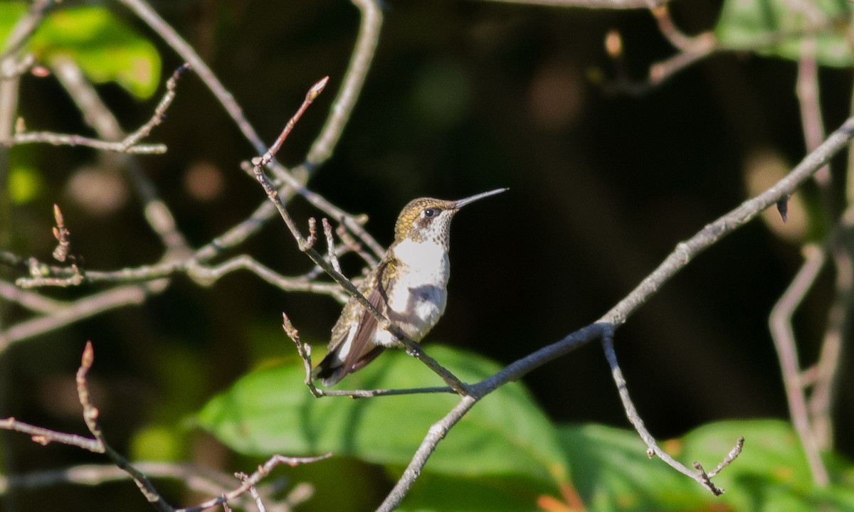 Ruby-throated Hummingbird - ML69565671
