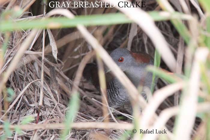 Gray-breasted Crake - Jan Cubilla