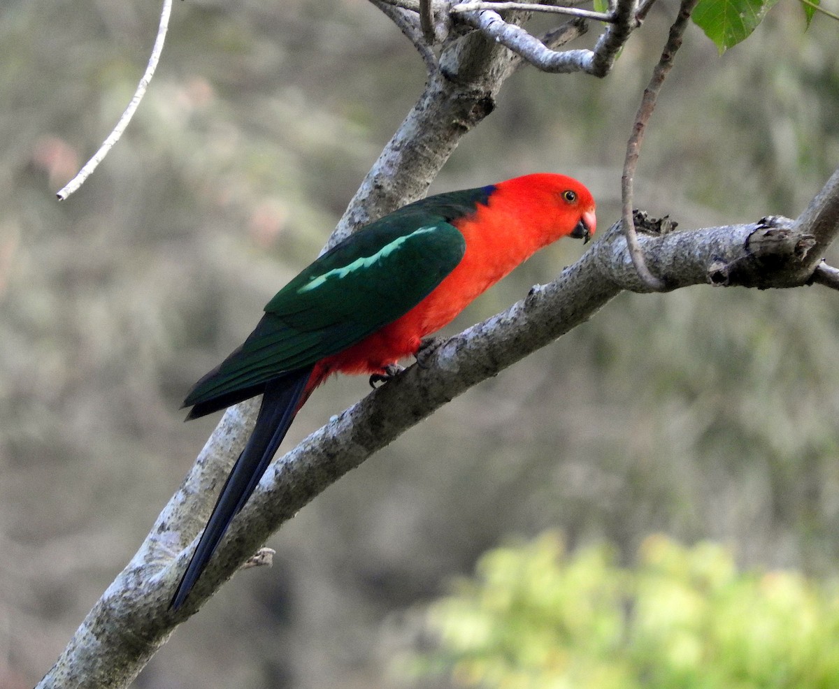 Australian King-Parrot - Chris Burwell