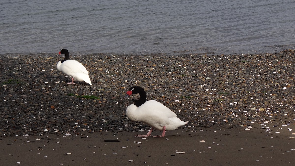 Black-necked Swan - ML69569521