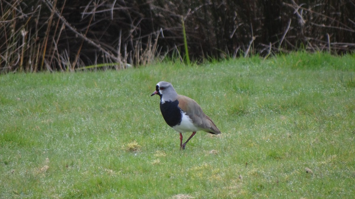 Southern Lapwing - Claudio Jorge Paccot