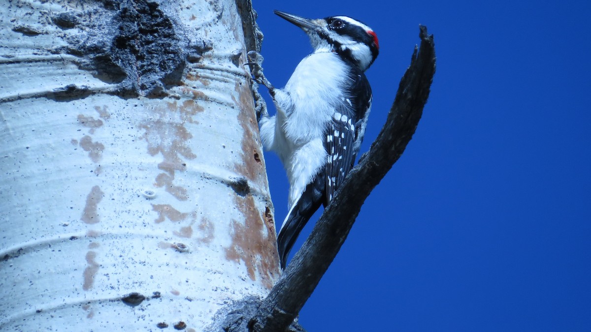 Hairy Woodpecker - John G Woods