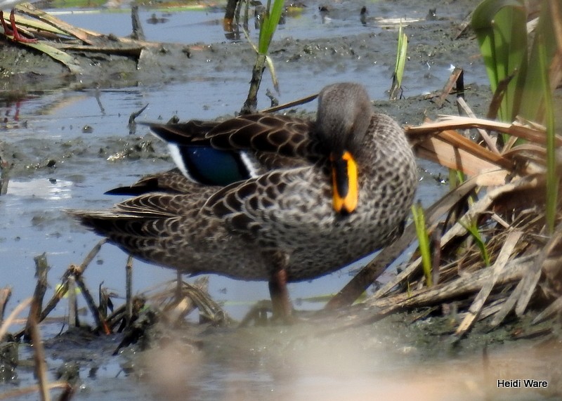 Yellow-billed Duck - ML69575171
