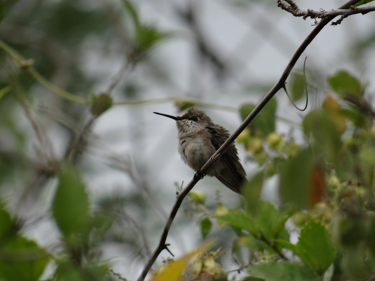Ruby-throated Hummingbird - Luis Trinchan