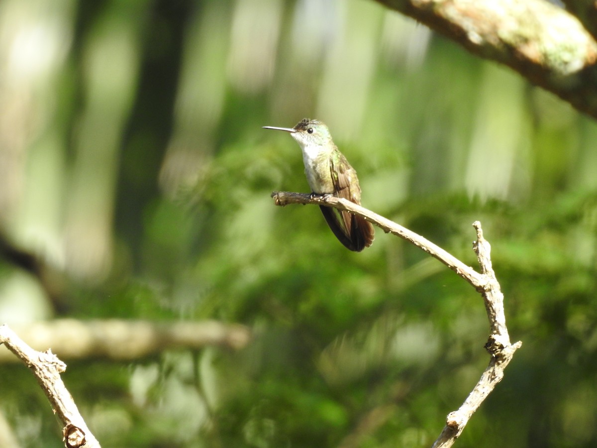 Azure-crowned Hummingbird - Mario Reyes Jr