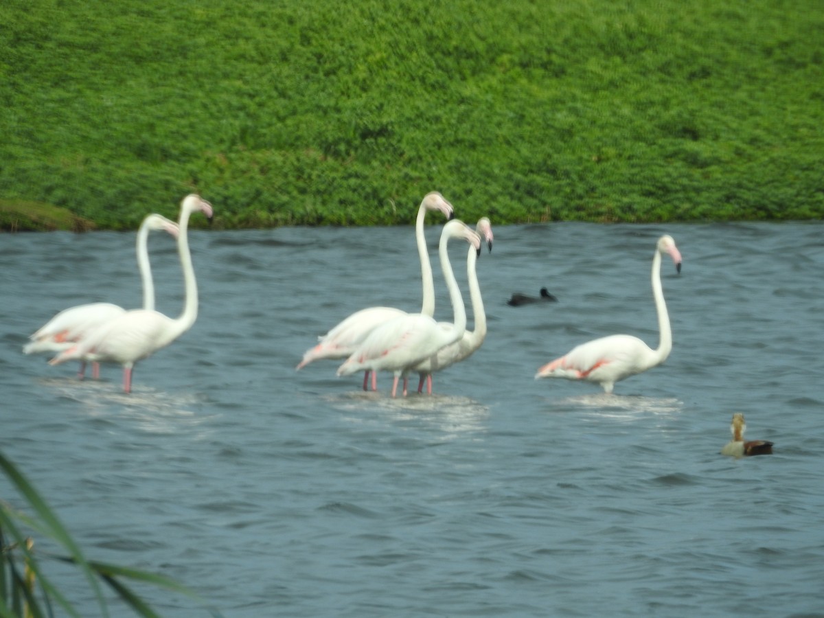 Greater Flamingo - ML69575681