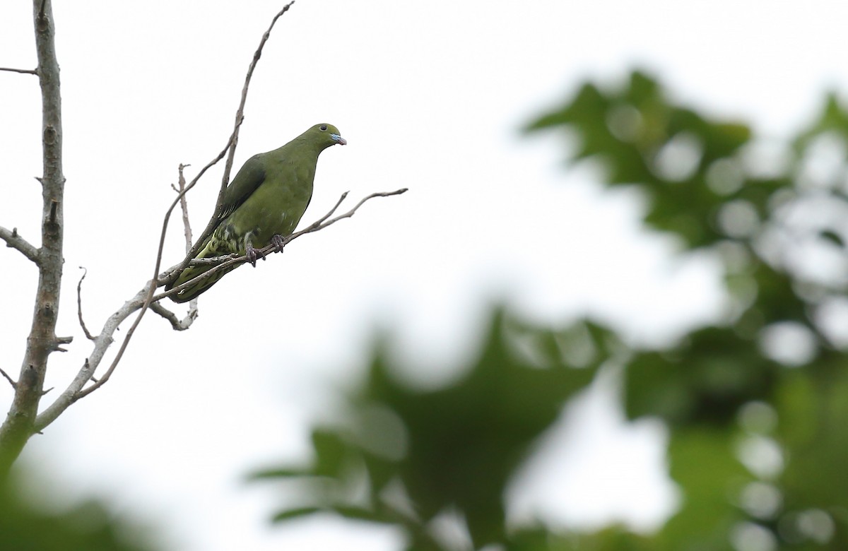 Whistling Green-Pigeon - ML69576271