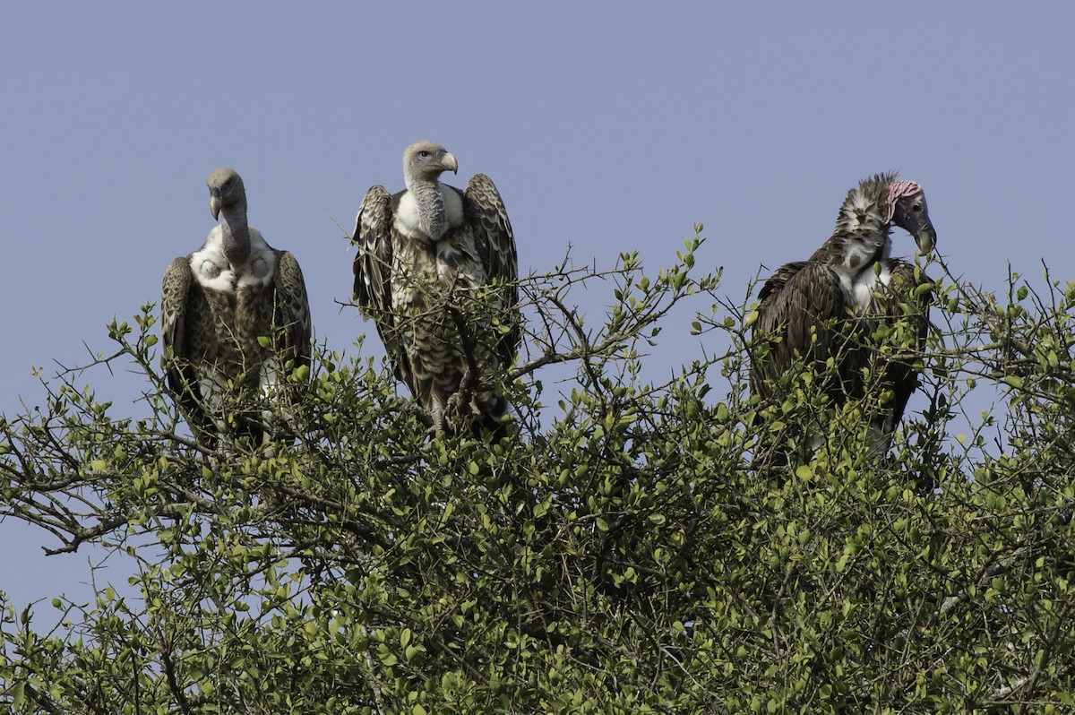 Lappet-faced Vulture - ML69576741