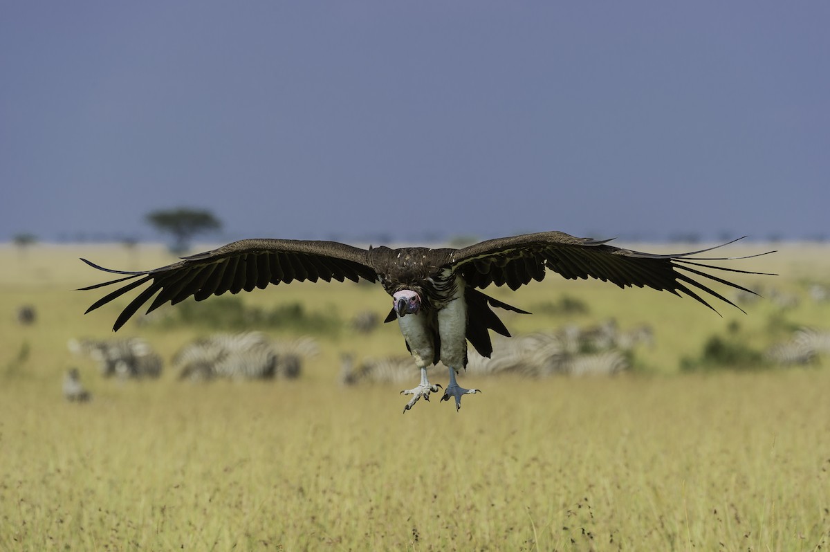 Lappet-faced Vulture - ML69576751