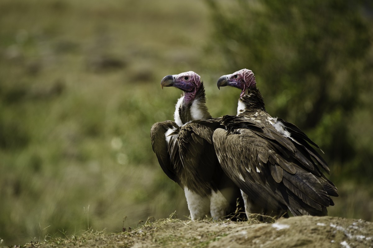 Lappet-faced Vulture - ML69576761