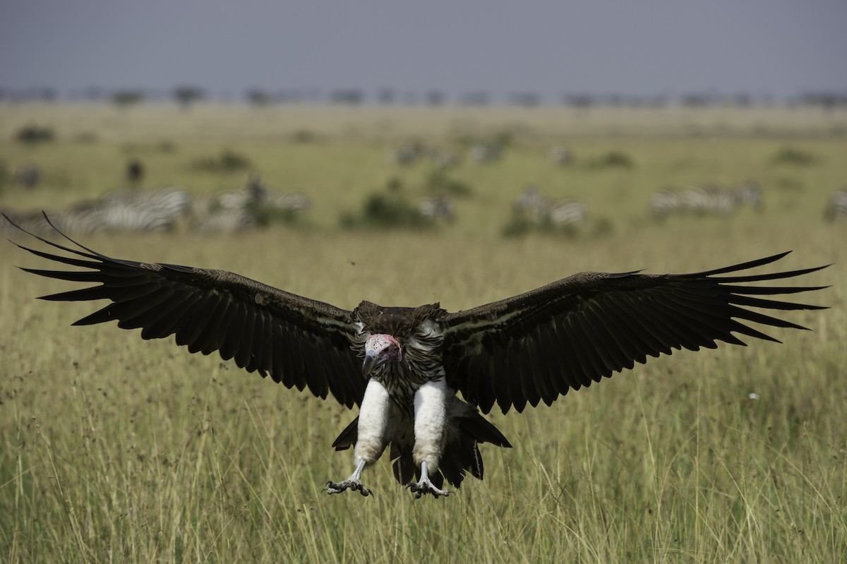 Lappet-faced Vulture - ML69576771