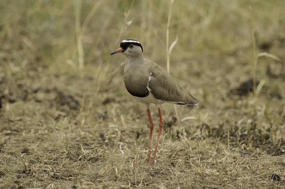 Crowned Lapwing - ML69576931