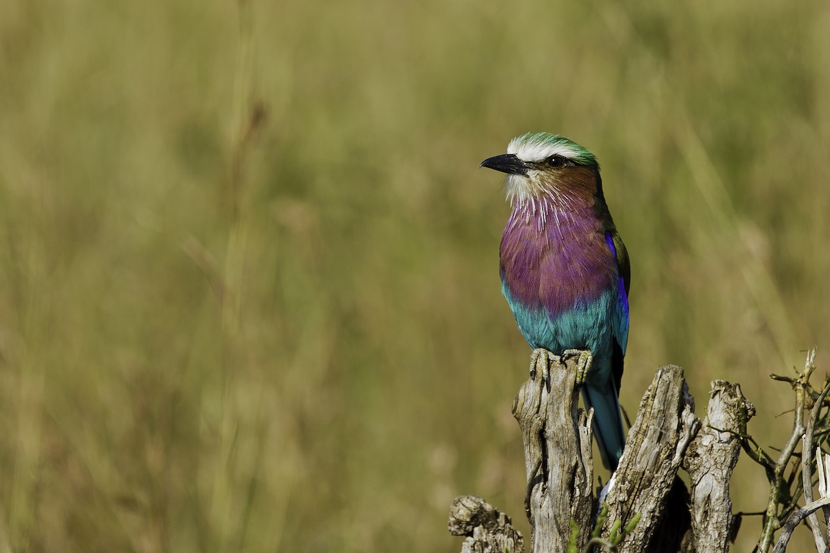Lilac-breasted Roller - ML69576991