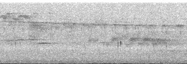 Gray-rumped Swift (occidentalis) - ML69577