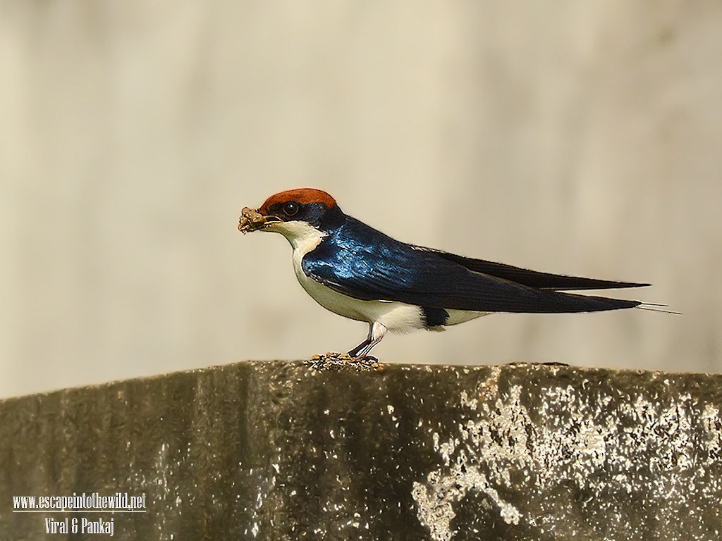 Wire-tailed Swallow - Pankaj Maheria