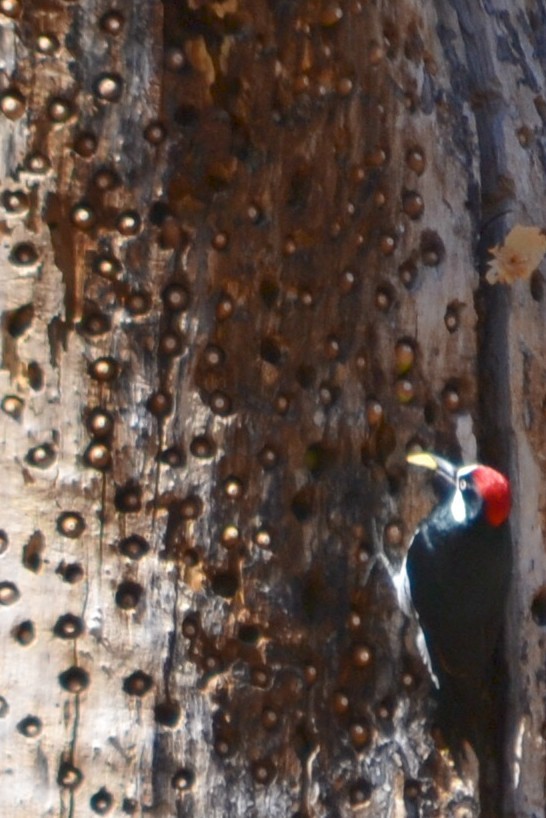 Acorn Woodpecker - Steve Brown