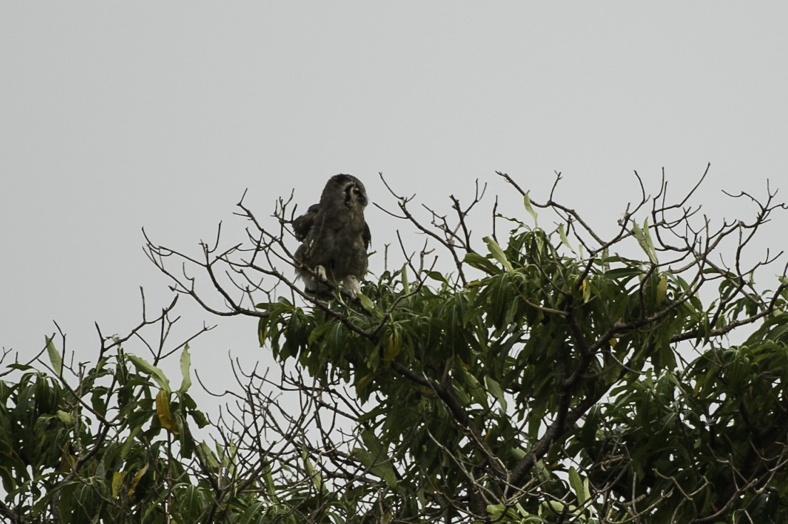 Verreaux's Eagle-Owl - ML69578901