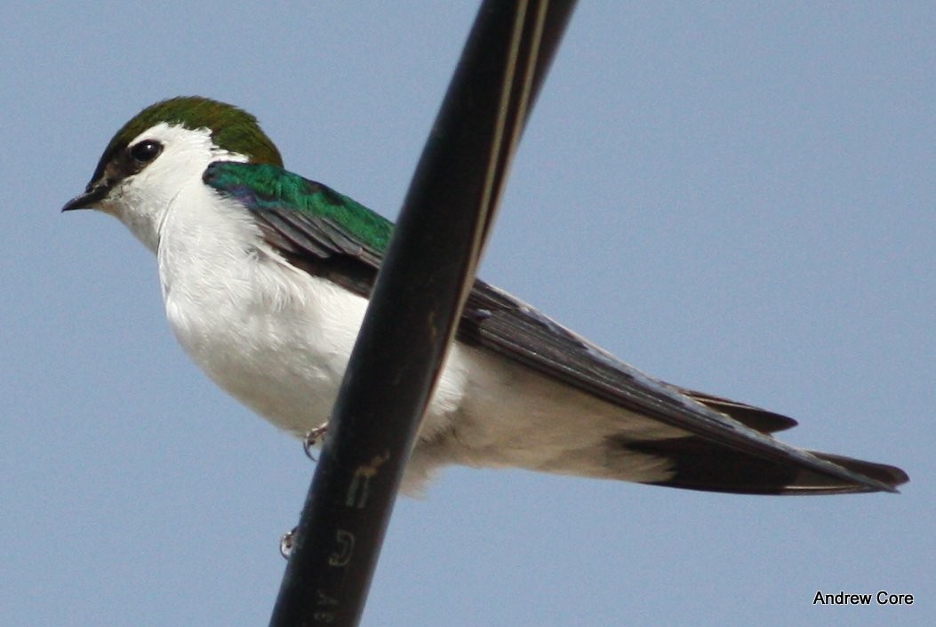 Violet-green Swallow - ML69580921