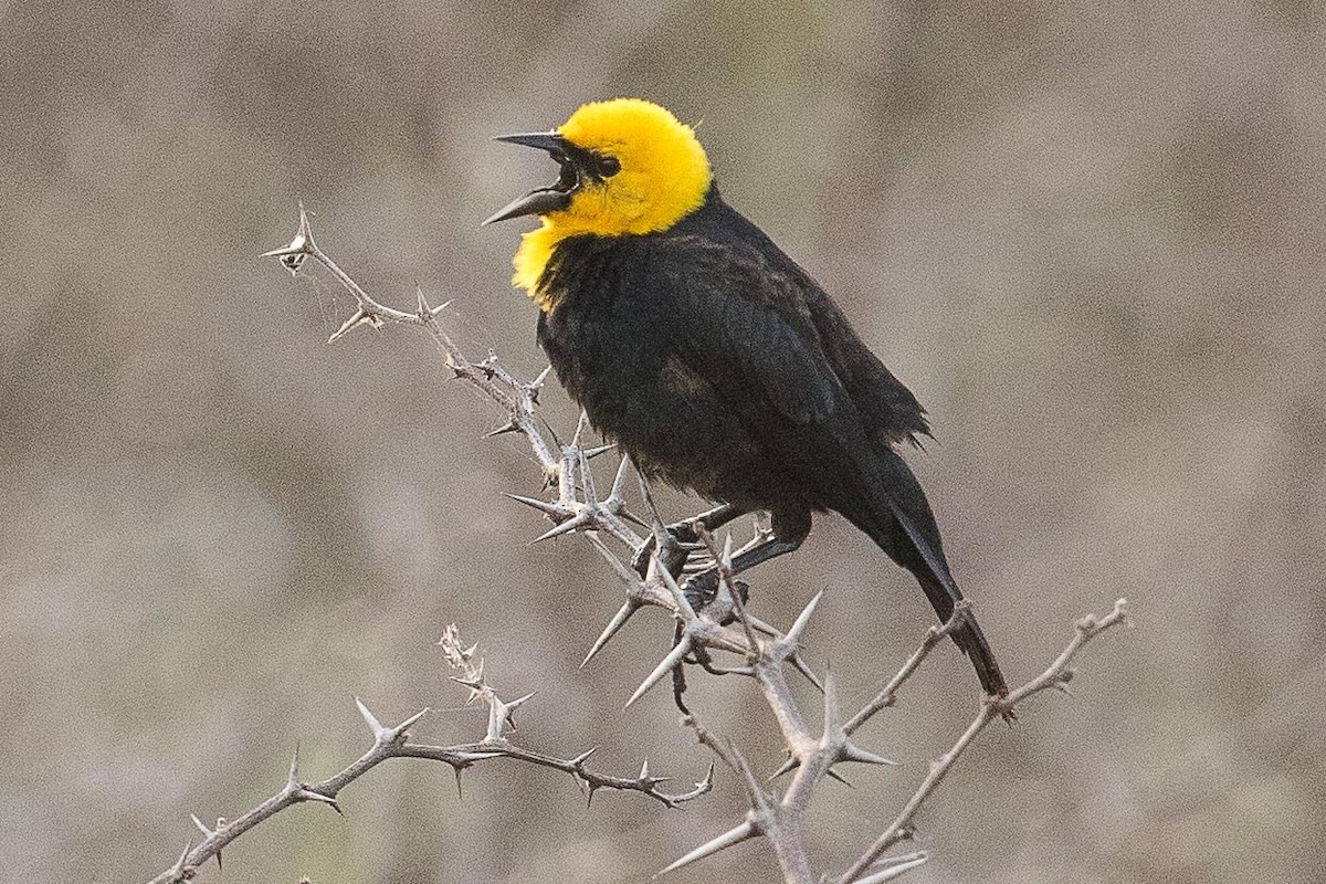 Yellow-hooded Blackbird - ML69581941