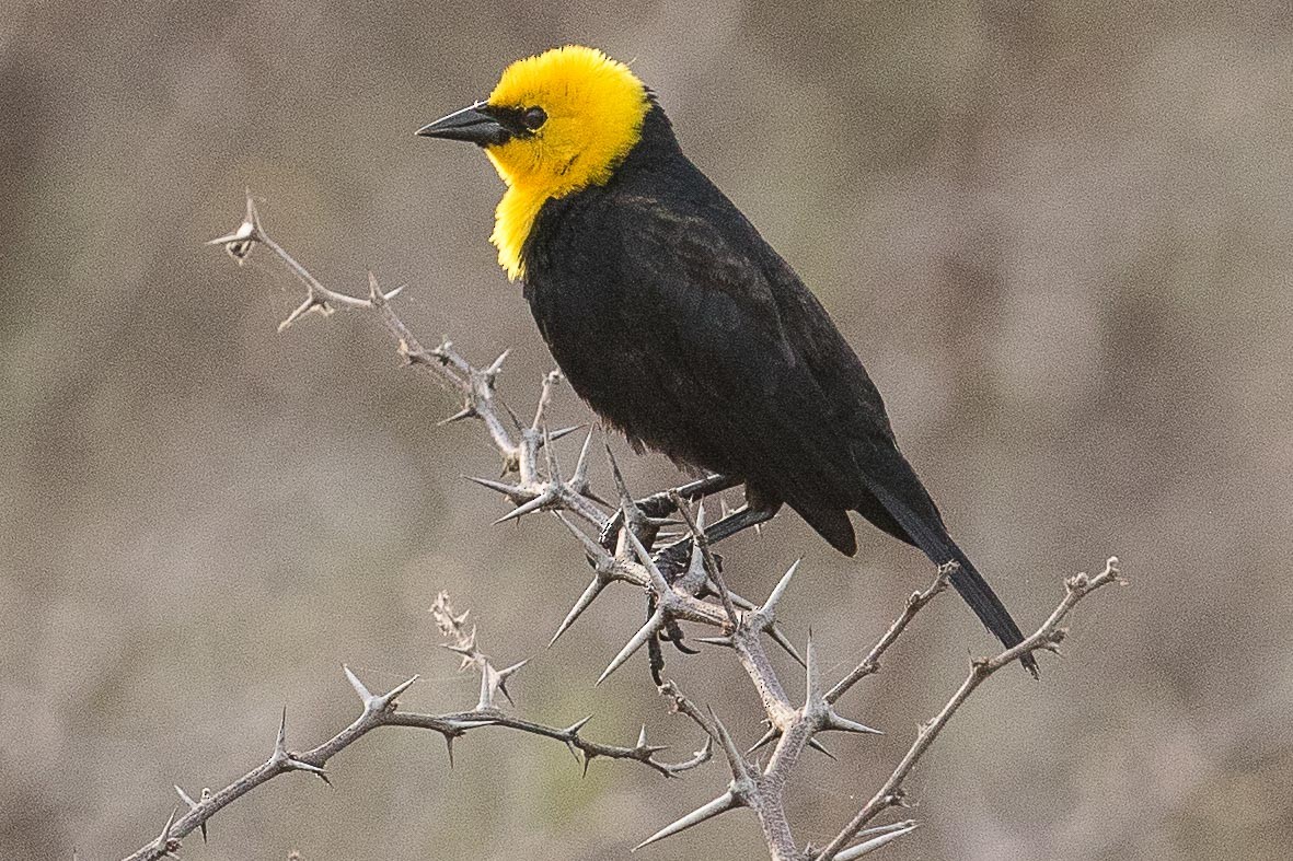 Yellow-hooded Blackbird - Eric VanderWerf
