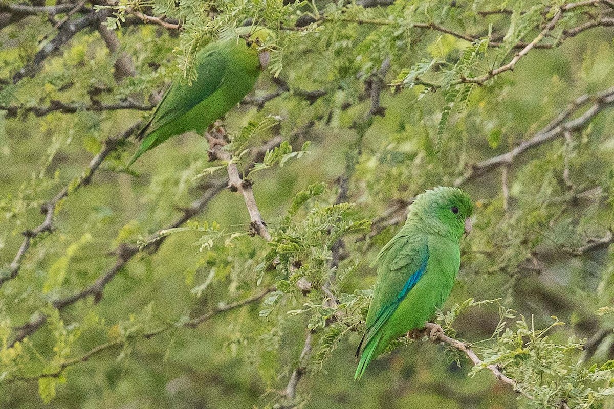 Yeşil Sokumlu Serçe Papağanı - ML69582261