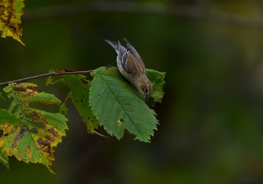 Yellow-rumped Warbler (Myrtle) - ML69583441