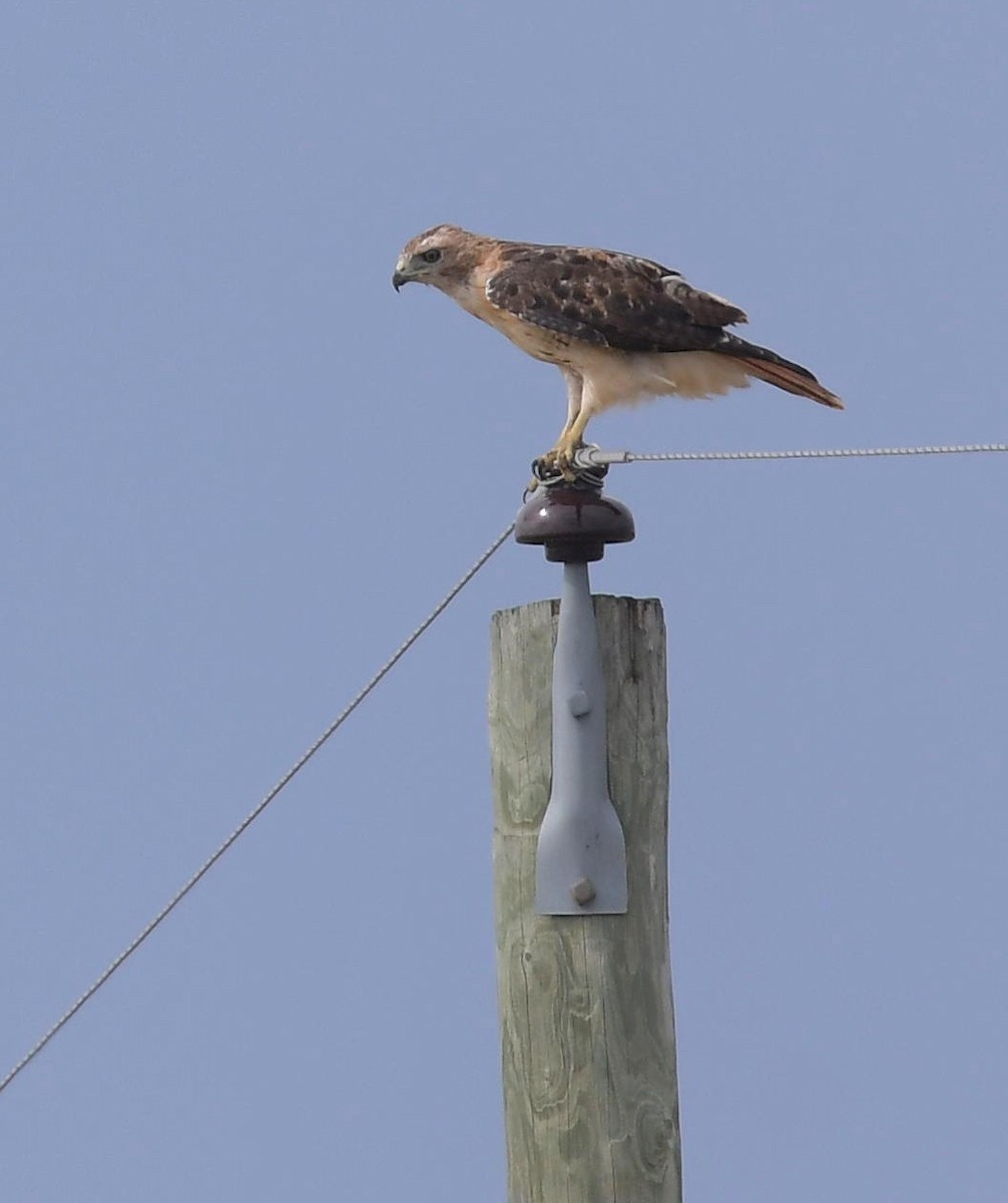 Red-tailed Hawk - ML69583711