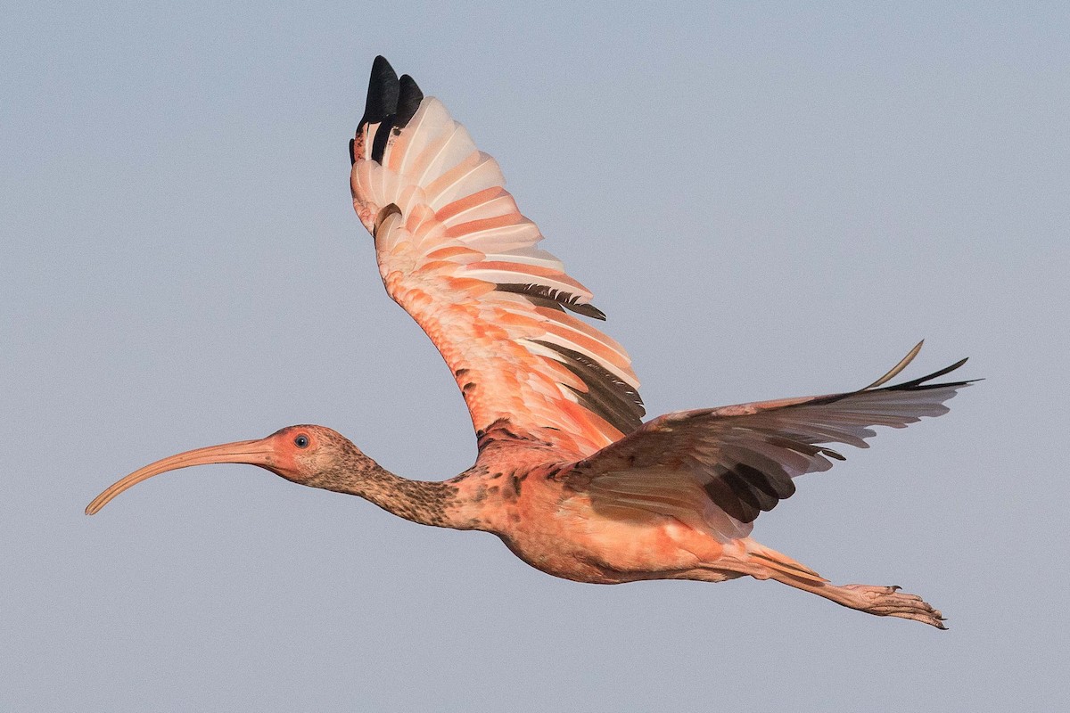 ibis rudý - ML69584221
