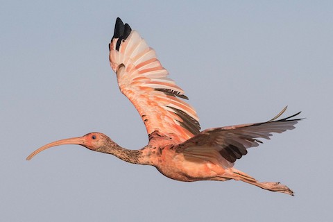 Scarlet Ibis - eBird