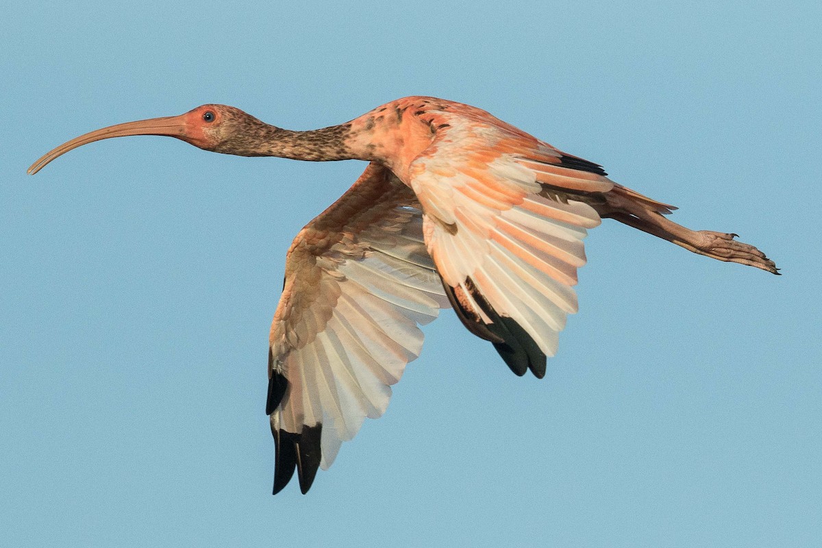 ibis rudý - ML69584291