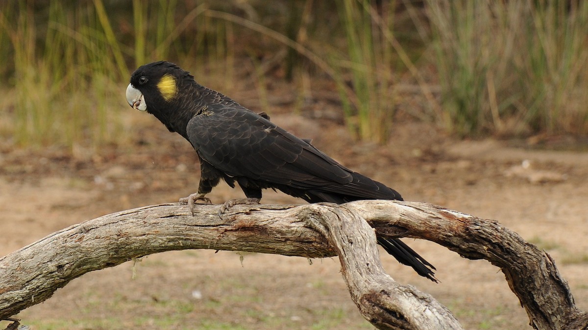 Yellow-tailed Black-Cockatoo - Diana Flora Padron Novoa