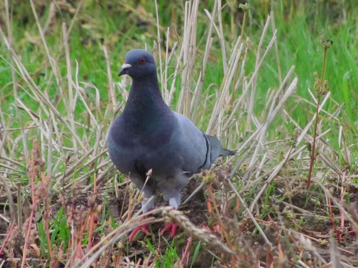 Rock Pigeon (Feral Pigeon) - ML69586081