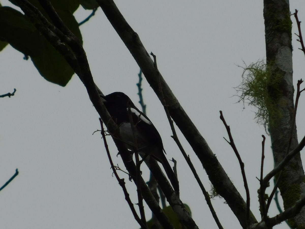 Madagascar Magpie-Robin - ML69586371