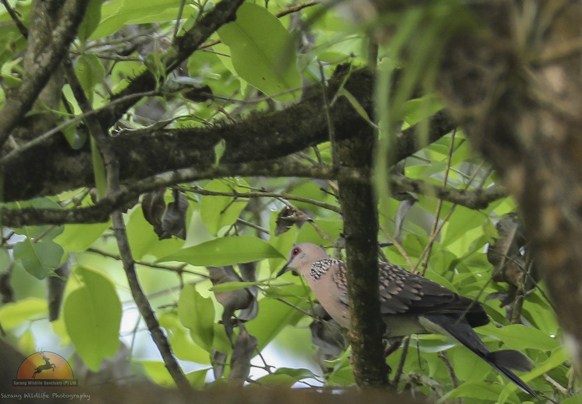 Spotted Dove - ML69588051