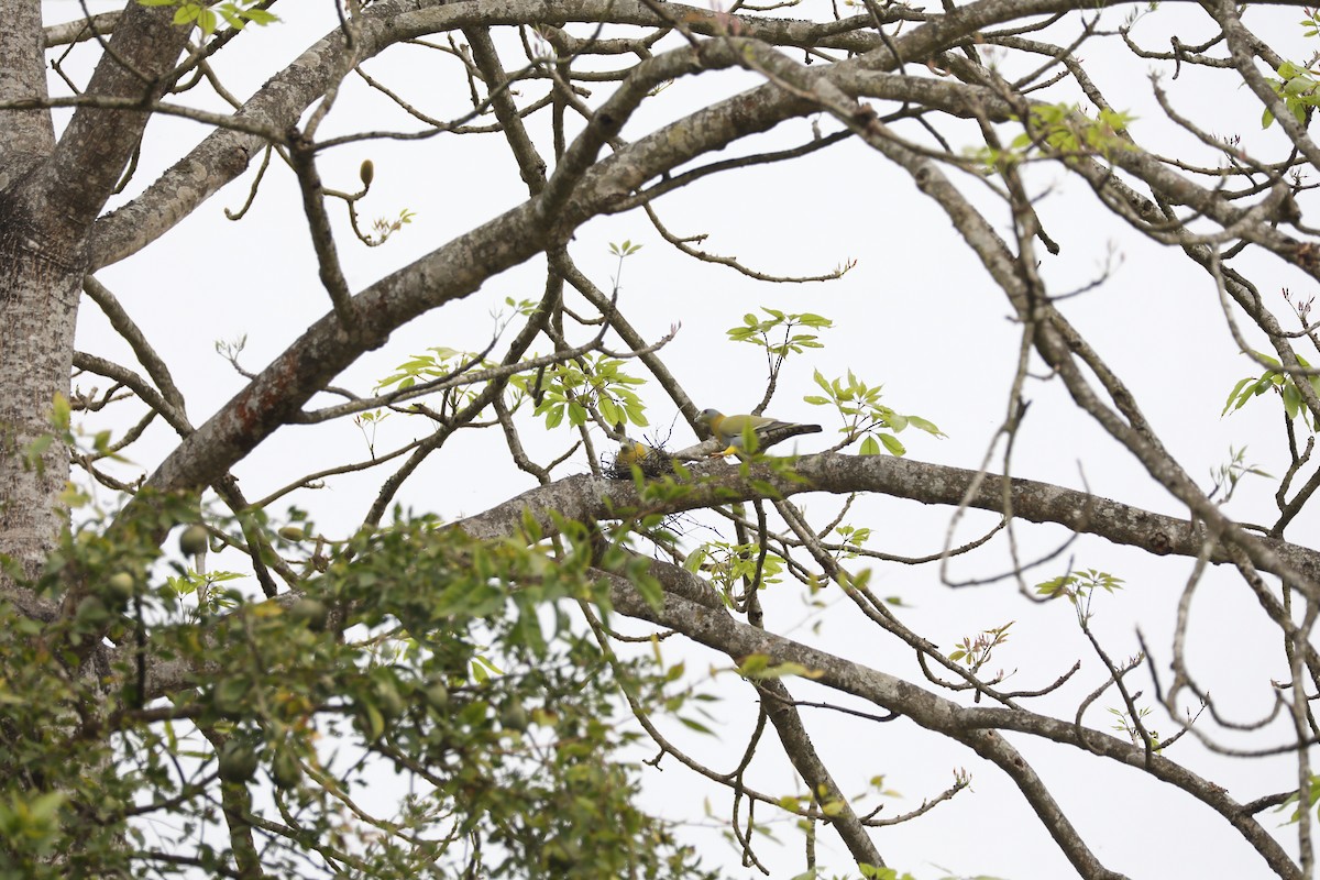 Yellow-footed Green-Pigeon - Subodh Pradhan